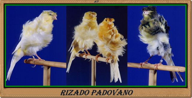 Rizado Padovano