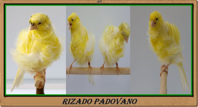 Rizado Padovano